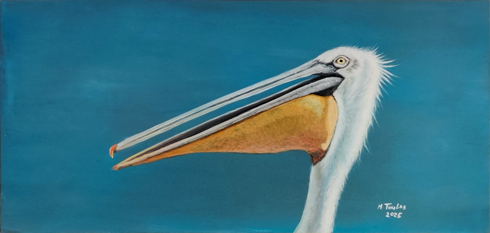 Curly Pelican